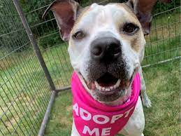 Book pet sitters and dog boarding hosts in concord, nh. Clear The Shelters Day Help Pets Find A Home In Concord Concord Nh Patch