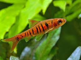 Barbus Fasciolatus 4 Aquarium Fish Cool Fish Freshwater Fish