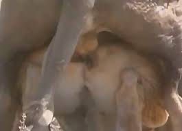 Contos eroticos em videos brasileiro simulando casos reais de putaria em familia alem de varias historias engraças tudo em video porno muita tesão. Leao Videos Zoo Sexo Porn Tube Mais Popular Pagina 1