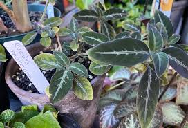 Image result for Ruellia makoyana