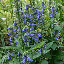 Image result for Lobelia trullifolia