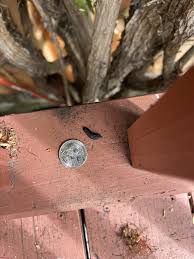 Image result for squirrel poop