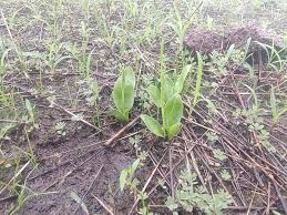 Image result for Ophioglossum costatum