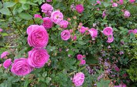 Check spelling or type a new query. Bourbonrose Louise Odier Online Kaufen