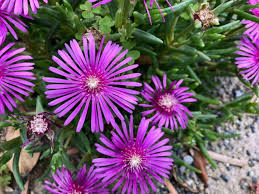 Bodendecker Die 20 Schonsten Fur Eine Einfache Gartengestaltung Plantura Einfache Gartengestaltung Blumen Fur Garten Bodendecker