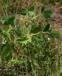 Image result for Chamaecrista absus