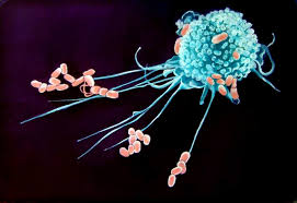 Macrophage Microscopic Things Under A Microscope Microscopic Photography