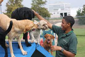 Doggie Daycare At Rover Oaks Pet Resort In Houston Texas Dog Daycare Pet Hotel Pet Resort