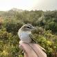 Bird Banding  — Linda Loring Nature Foundation event image