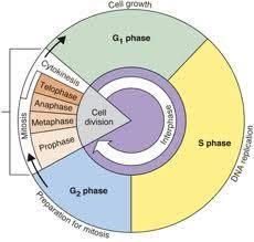 15 Best Cell Growth Devision Images Cell Growth