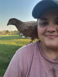 Is the starlight green egger a hen or roo?