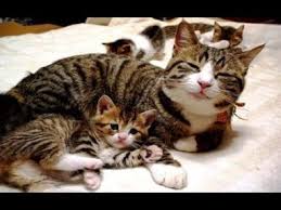 yavrulariyla konusan kedi youtube cute cats cats cute cats and kittens