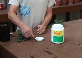 Doff lot de 3 boîtes d'hormone de bouturage en poudre 75 g. Hormones De Bouturage Comment Les Utiliser