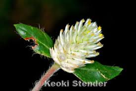 Image result for Gomphrena celosioides