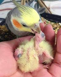 Pin By Sergio Ruiz Amador On Animales Beautiful Birds Pet Birds Animals Beautiful