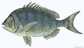 Maybe you would like to learn more about one of these? Porgy Fish Britannica