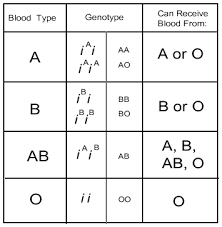 blood type genotype blood type inheritance blood hematology