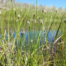 Image result for Eleocharis naumanniana