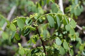 Image result for Phyllanthus reticulatus