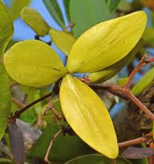 Image result for Hippocratea