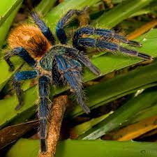 Maybe you would like to learn more about one of these? Why So Blue Tarantula A Mystery Gets A New Clue The New York Times