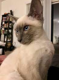 Cute Trouble Maker Blue Point Old Style Siamese Banzai Lord Chaos Pandemonium