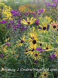 Henry eilers coneflower is a fine choice for the garden, but it is also a good selection for planting in outdoor pots and containers. Rudbeckia Subtomentosa Henry Eilers With Ironweed Blooming Day Prairie Planting Cool Plants