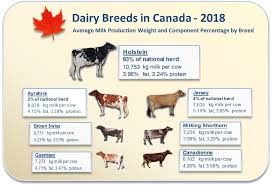 holstein canada about us the canadian dairy industry