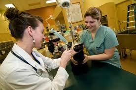 We did not find results for: Veterinary Medical Center Of Cny