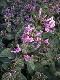 Image result for Hypoestes aristata