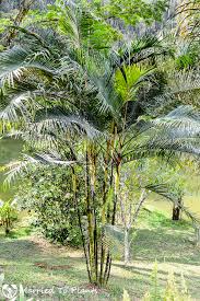 Image result for Dypsis