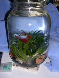 Betta Fish Aquariumfish Net Where Shopping Online Forbettas Is Fun