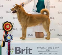 Shopping we only recommend products we love and that we think you will, too. Korean Jindo Dog Brit