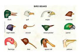 bird beaks teaching resources bird beaks animal adaptations bird