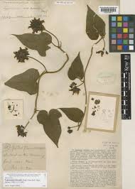 Image result for Lepistemon