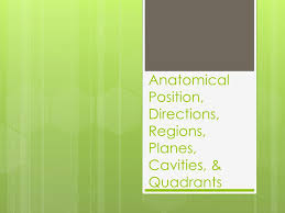 The median plane, also known as the midsagittal plane, divides the left and right quadrant. Ppt Anatomical Position Directions Regions Planes Cavities Quadrants Powerpoint Presentation Id 2075430