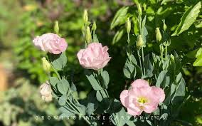 Image result for eustoma lisianthus in garden