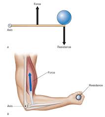 Levers Work To Create Movement In The Human Body Human Anatomy And Physiology Human Body Muscle Anatomy