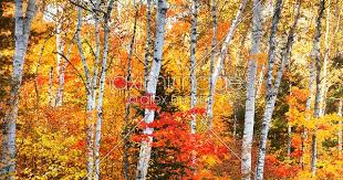 Birch Trees In Fall Stock Photo Of Birch Trees Fall Nature Scenery Image Mxi24738 In 2020 Autumn Nature Nature Photography Autumn Trees