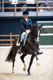 This time he won first place at the grand prix with toto jr with a score of almost 79% and second place with total us with a score of 77.7%. Thanks To The Sons Of Totilas Edward Gal Has Something To Choose For The Olympic Dressage Ebonyst Com