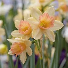 Blushing Lady Narcissus Flower Daffodil Bulbs Flower Seeds