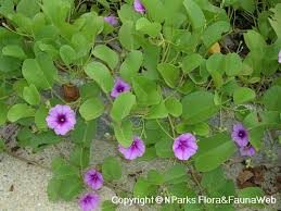 Image result for Ipomoea pes-caprae