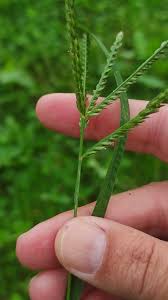 Image result for Eleusine