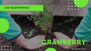 The best way to have a. Cranberry Pflanzen November Hochbeet Multispaten Garten Youtube