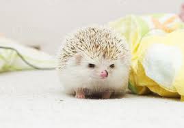 We did not find results for: Schattige Knaagdier Egel Baby Achtergrond 1460319 Stockfoto