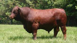 We did not find results for: Italiano Santa Gertrudis Sistematica Areale Attitudine Produttiva Origini