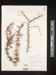 Image result for Commiphora pteleifolia