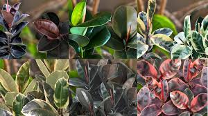 Image result for ficus elastica flower