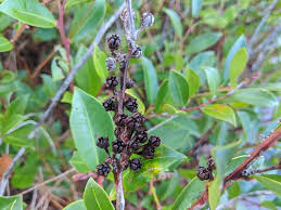 Image result for Rawsonia lucida