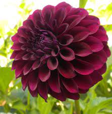 Black Purple Dahlias Dahlia Flower Daliah Flower Flowers